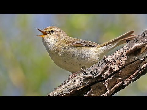 Как поёт пеночка: теньковка, весничка, трещотка, зелёная (Phylloscopus)