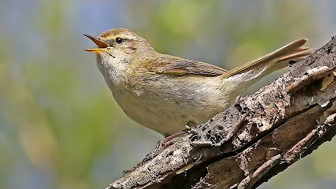Как поёт пеночка: теньковка, весничка, трещотка, зелёная (Phylloscopus)
