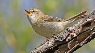 How the chiffchaff sings