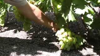 Начало окрашивания ягод винограда  22 июля 2013г  Виноградник Грибанова Н В