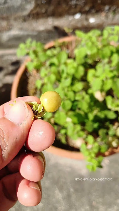 A delicious and nutrient-rich fruit
