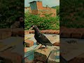 Kabutar pigeon viral