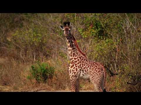 Nomad Tanzania's Kigelia Ruaha