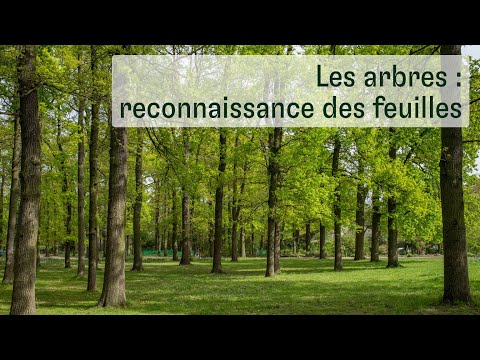 Vidéo: Les arbres à feuilles caduques produisent-ils des fruits?