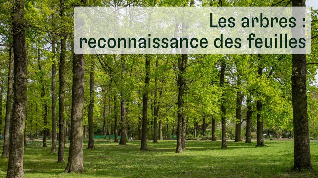 Les arbres : reconnaissance des feuilles