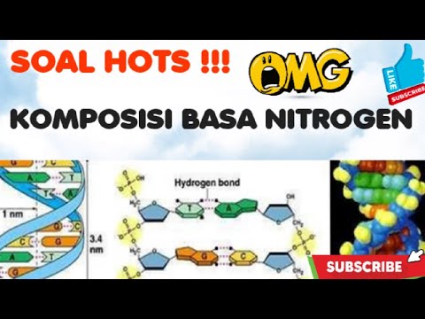 Video: Bagaimana keempat basa nitrogen berpasangan?