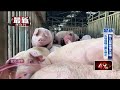 豬肉禁令解禁