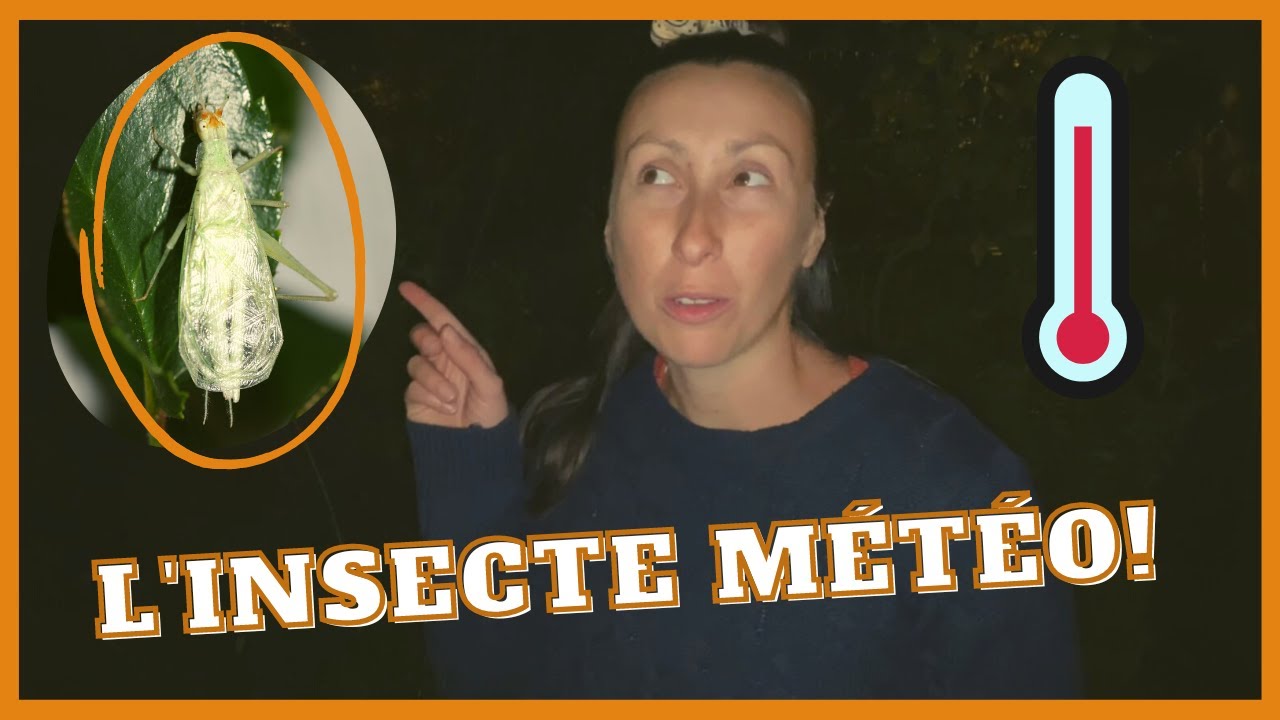 Temp Insecte L'oecanthe thermomètre: un insecte qui donne la température! - YouTube