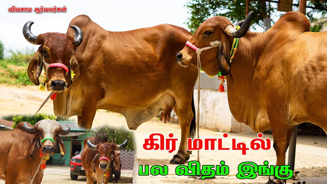 அரசாங்க லோன் மூலம் மாடுகள் வாங்கிக்கொள்ளலாம் 