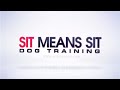 Musical chairs game at dog training class
