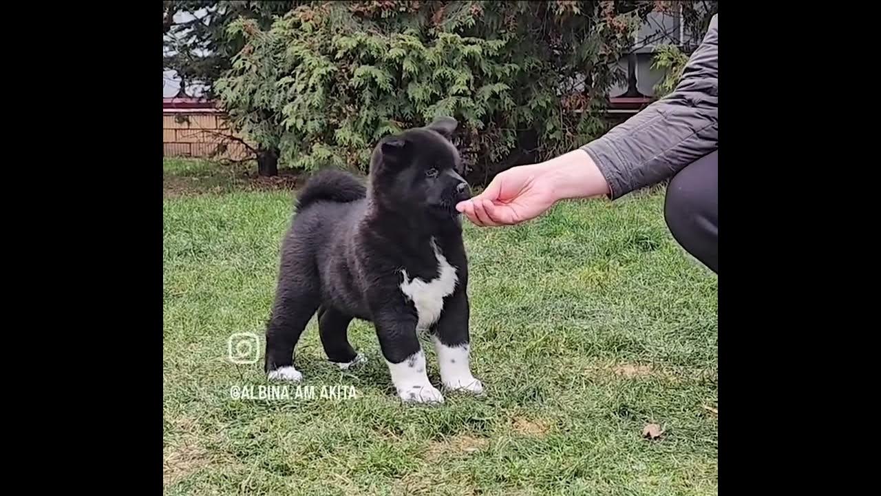 💙 Империя Акит Зорг 💙 - YouTube