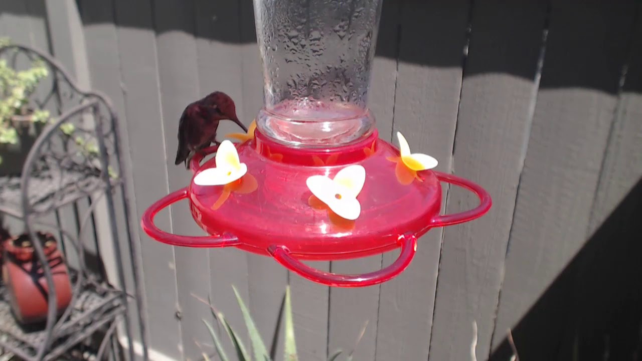 video phone beyonce mp3 Bella Hummingbird Nest Cam 08-22-2018 13:18:40 - 14:18:40