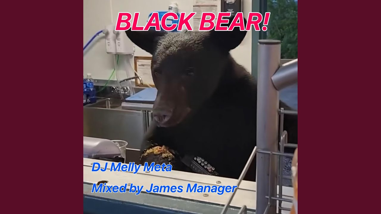 Black Bear!