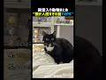 顔が人間すぎる猫TOP5 🐱🧔