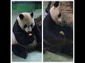 20200515 團團蘿蔔落地面 窩頭輪胎半遮臉(永懷團團之493) Giant Panda Tuan Tuan