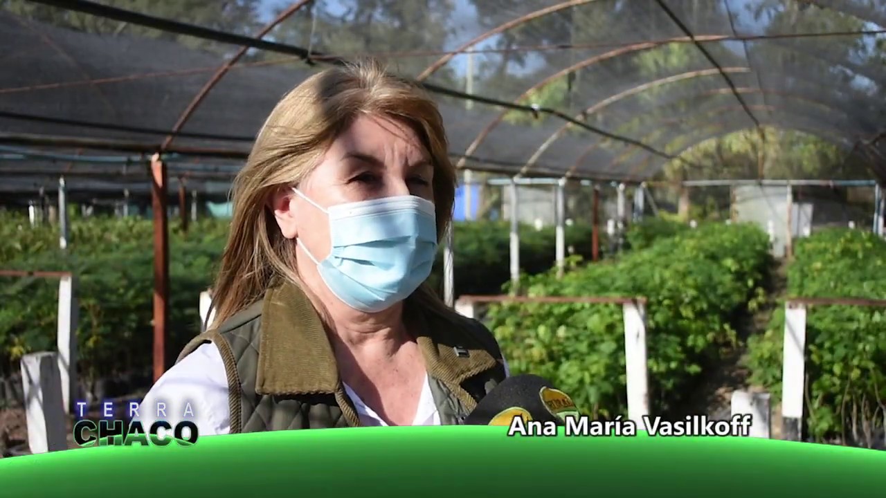 FORESTACIÓN EN CHACO | TERRA CHACO
