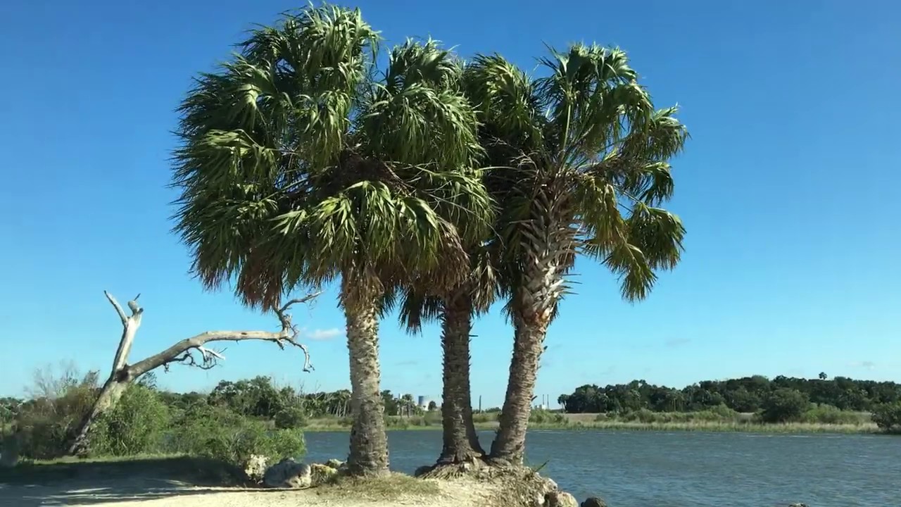 Bird Island Florida YouTube