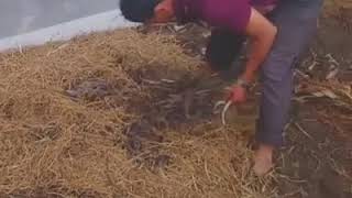 सांप की खेती--FARMING OF SNAKE ,,,,Most Viral video
