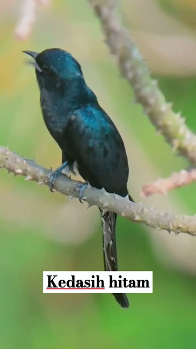 kedasih hitam #kedasih #burungmerdu #burungkicaudialamliar #birds #burungsuaramerdu #kicaumania