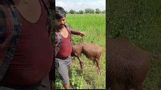 Nothing is above the Mother's Love🥹🙏 #buffalo #calf#डमीकाफ #मां का प्यार #दूध #shorts Nothing is above the Mother's Love🥹🙏 #buffalo #calf#डमीकाफ #मां का प्यार #दूध #shorts