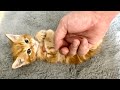 仰向けで絶対に指を離さない甘えん坊の子猫