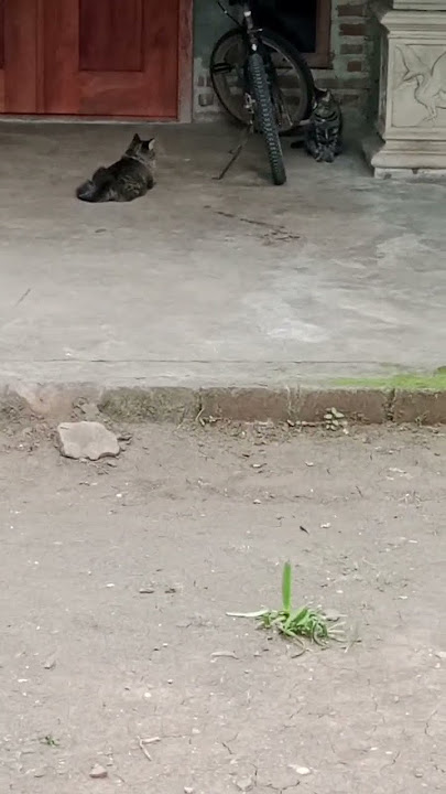 sijaer lagi bercumbu#shorts