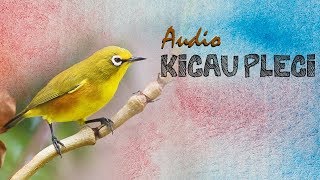 S.U.P.E.R !!! Kompilasi audio kicau pleci nembak terbaru !!!