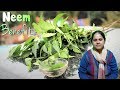 Neem : Why Neem Considered As Plants Of Millennia? Know its Benefits!
