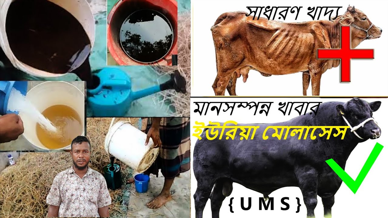 এবার দেখেনিন ইউ এম এস { U M S } তৈরী পদ্ধতি , ইউরিয়া মোলাসেস ট্র । যা সকল খামারির জানা প্রয়োজন ।