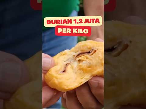 DURIAN 1,2 JUTA PER KILO - DURIAN SUPER TEMBAGA DARI PALAU BANGKA #shorts #durian #supertembaga