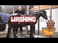 Wash Johnny😎, but why? And does he like it? | Friesian Horses