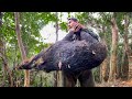 【命の闘い】ジャングルの主‼︎巨大猪を罠で獲って食すまで。　［狩猟サバイバル］