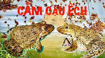 KHÁM PHÁ MIỀN TÂY CẮM CÂU ẾCH KHU BÔNG GIẤY DÍNH TOÀN ẾCH KHỦNG #khámphámiềntây #cắmcâuếch #mientay