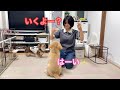何回釣られても、毎回楽しそうに釣られるゴルパピだいふくが可愛すぎる【ゴールデンレトリバーとミニチュアダックスフンド】