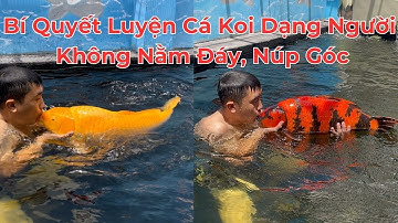 Thư Giãn Cuối Tuần Và Bí Quyết Luyện Cá Koi Dạng Người Không Nằm Đáy, Núp Góc #koi #fish #koifish