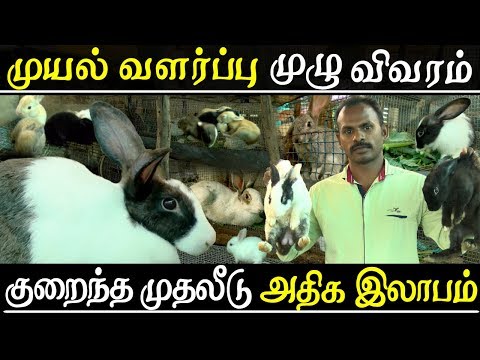 muyal valarpu in tamil | Rabbit farming complete guide | cage | food | care