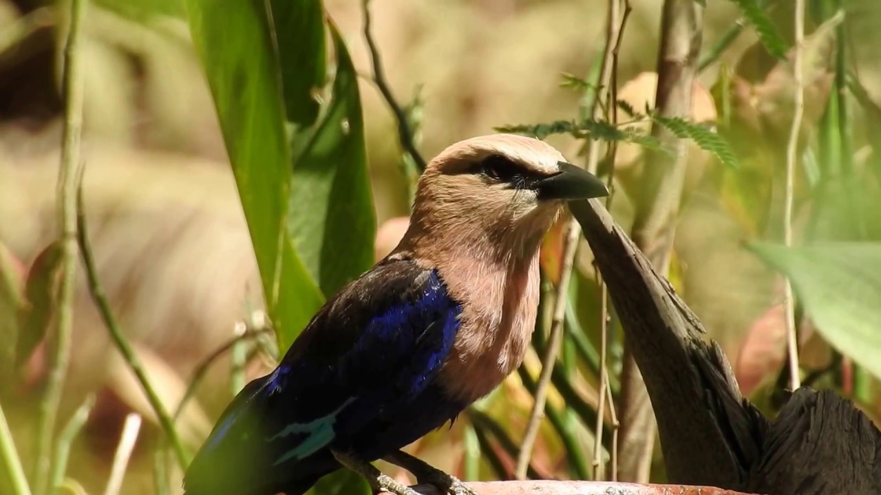 Blue-bellied Roller