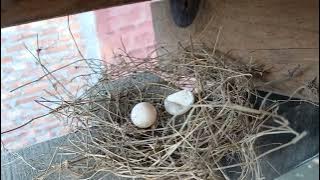 Ṭhuro bu part 2😁 07112025