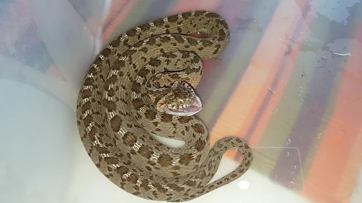 Egg-Eater showing defensive behaviour - Montagu Western Cape, South Africa