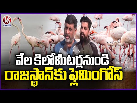 Magic of Flamingos return to Sambhar Lake in Jaipur creating a vibrant pink panorama | V6 news