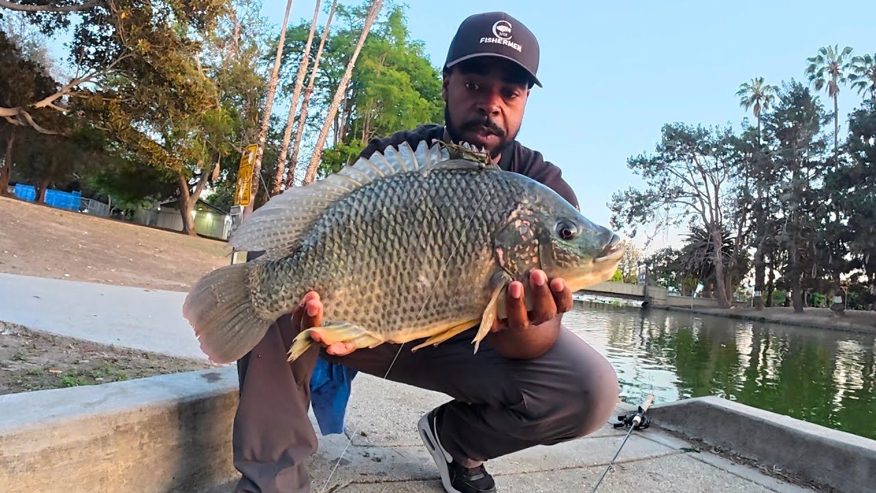SoCal Bass Fishing Alondra Park ( Budget BFS Baitcater)
