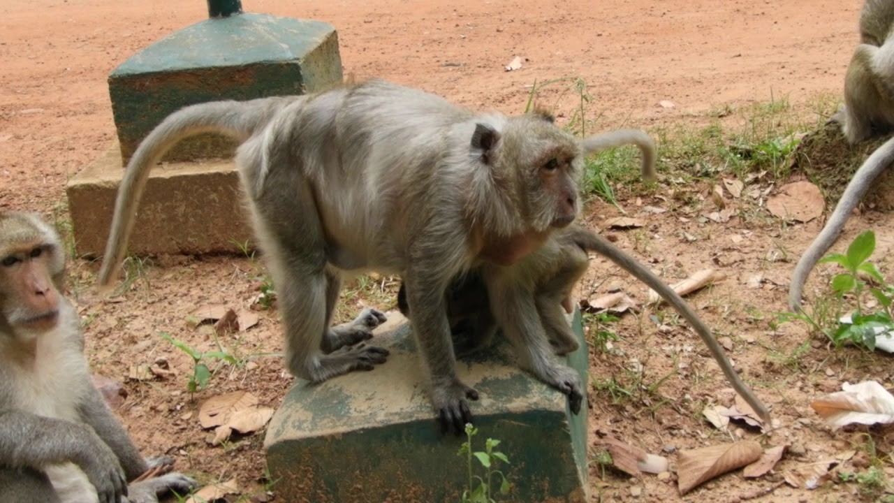 Poor baby Maci falling down from the tree, Finally Maci ask Tima for milk