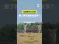 從絕跡到3600隻 墾丁梅花鹿真的太多？｜公視P# 新聞實驗室