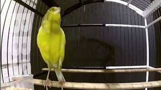 The most beautiful types of singing canaries  Harz Roller, Malinua, Yorkshire, Timbrado, Lizard by NATURE WILDLIFE 368 views 1 year ago 10 minutes, 17 seconds