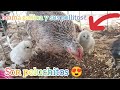 Yaa!! Nacieron los pollitos de Leonor, cruza de silkie, son peluchitos los leonorcitos 🤭🐔