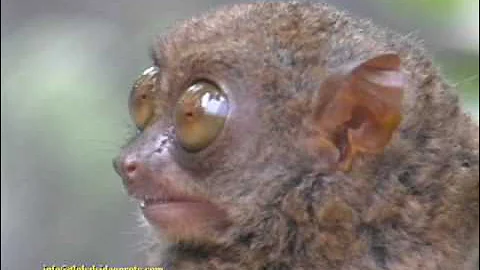 WORLD'S SMALLEST PRIMATE, TARSIER, BOHOL, PHILIPPINES