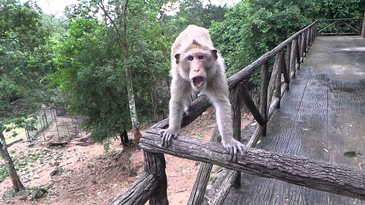 Monkey attack at open zoo YouTube