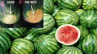 How To Pick The Perfect Watermelon Every Single Time - Top 6 Tips