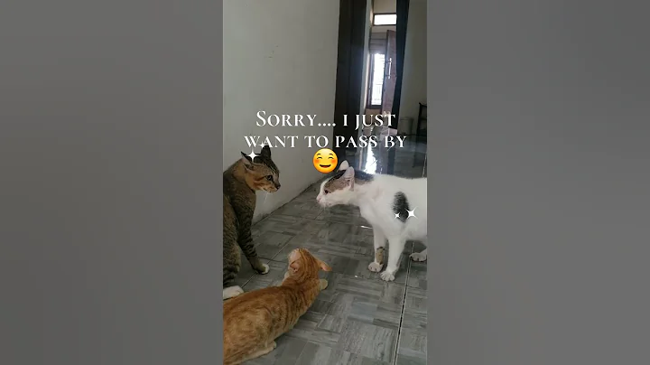 Video 11340041: cat kitten cutecat pets, cat cutecat pets animals, cats cutest kittens cutecats, kitten pets funny cutecat, talking pets funny cats, kitten talking cat cute