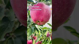 🍎♥️ #психологияотношений #природа #природныепейзажи #любовь @julpatova_34